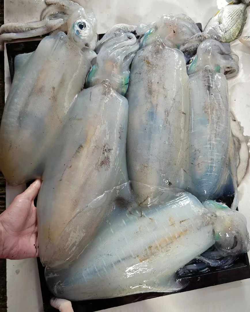 软丝井瓶软墨海钓新鲜活冻发货