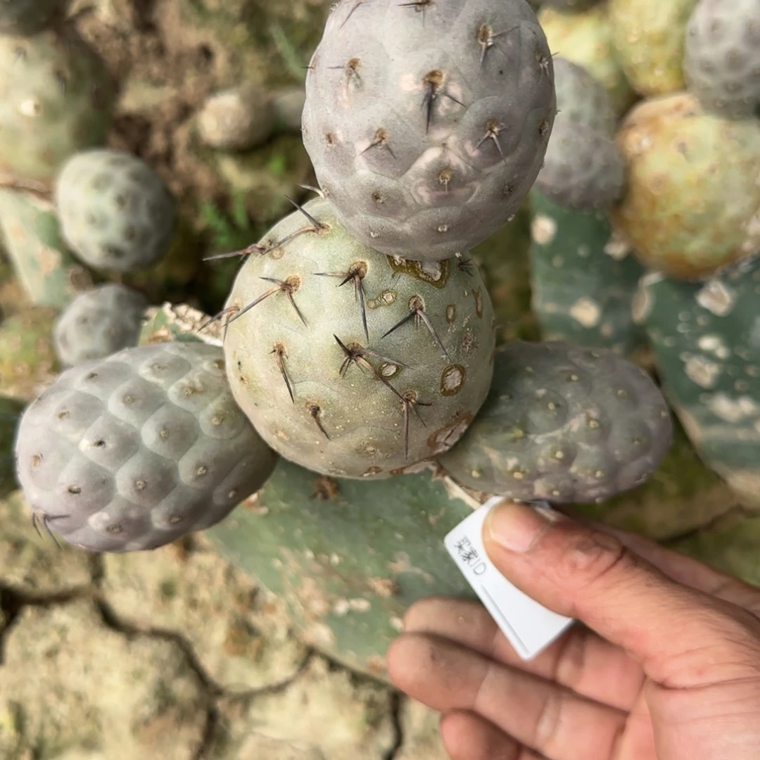 【闪购商品】四头大型圆球060