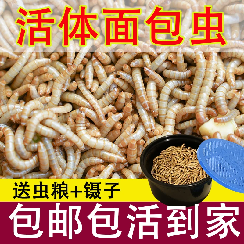 面包虫活虫黄粉虫鲜活体钓鱼喂鸟乌龟仓鼠龙鱼食饵料守宫蜥蜴饲料