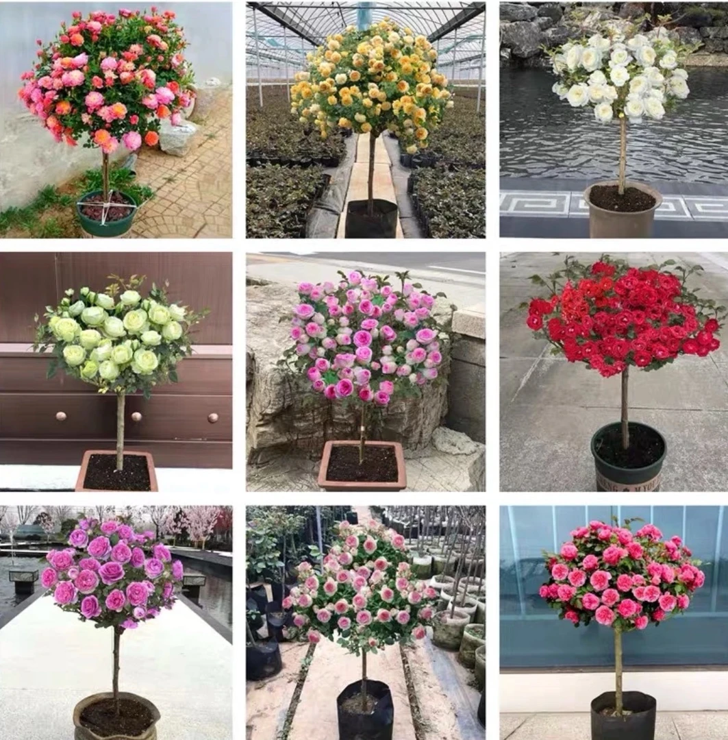 树状棒棒糖月季大花浓香型阳台庭院多季节开花