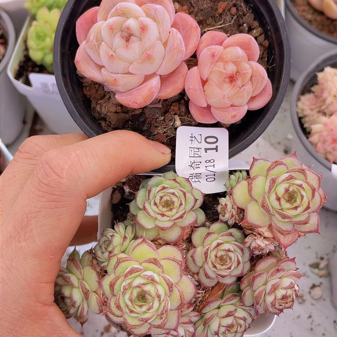 00000000000000010量拍