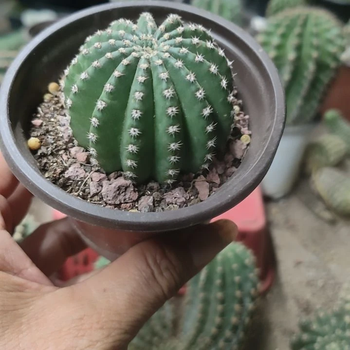 仙人球静静带根球