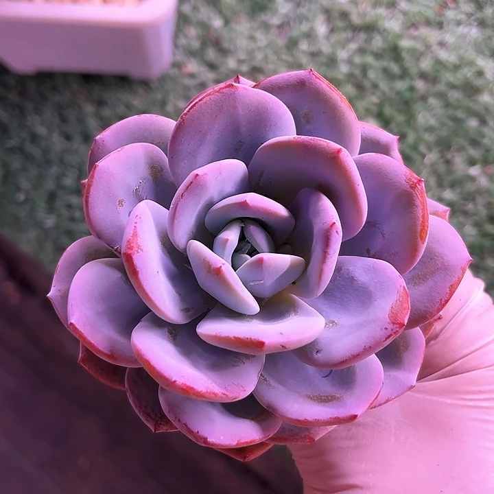 我是你的小可爱啊我的小