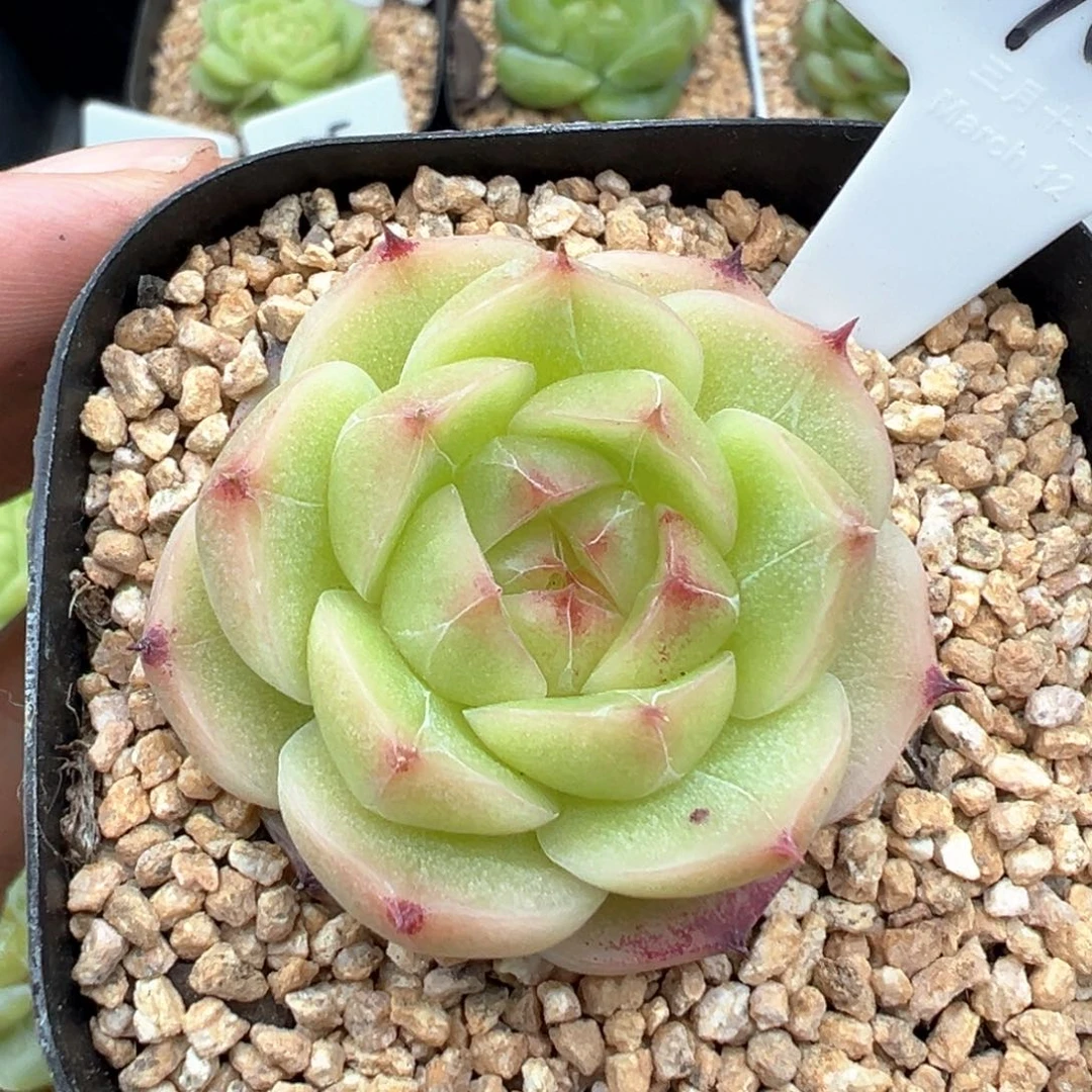 706号玉辉珍妮 晗雨多肉