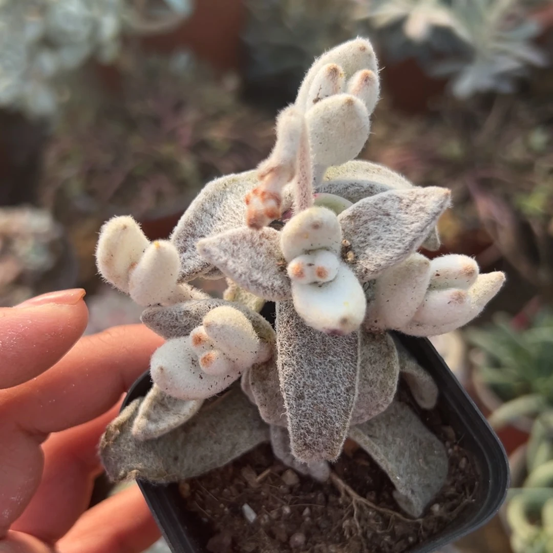 多肉植物福兔群生