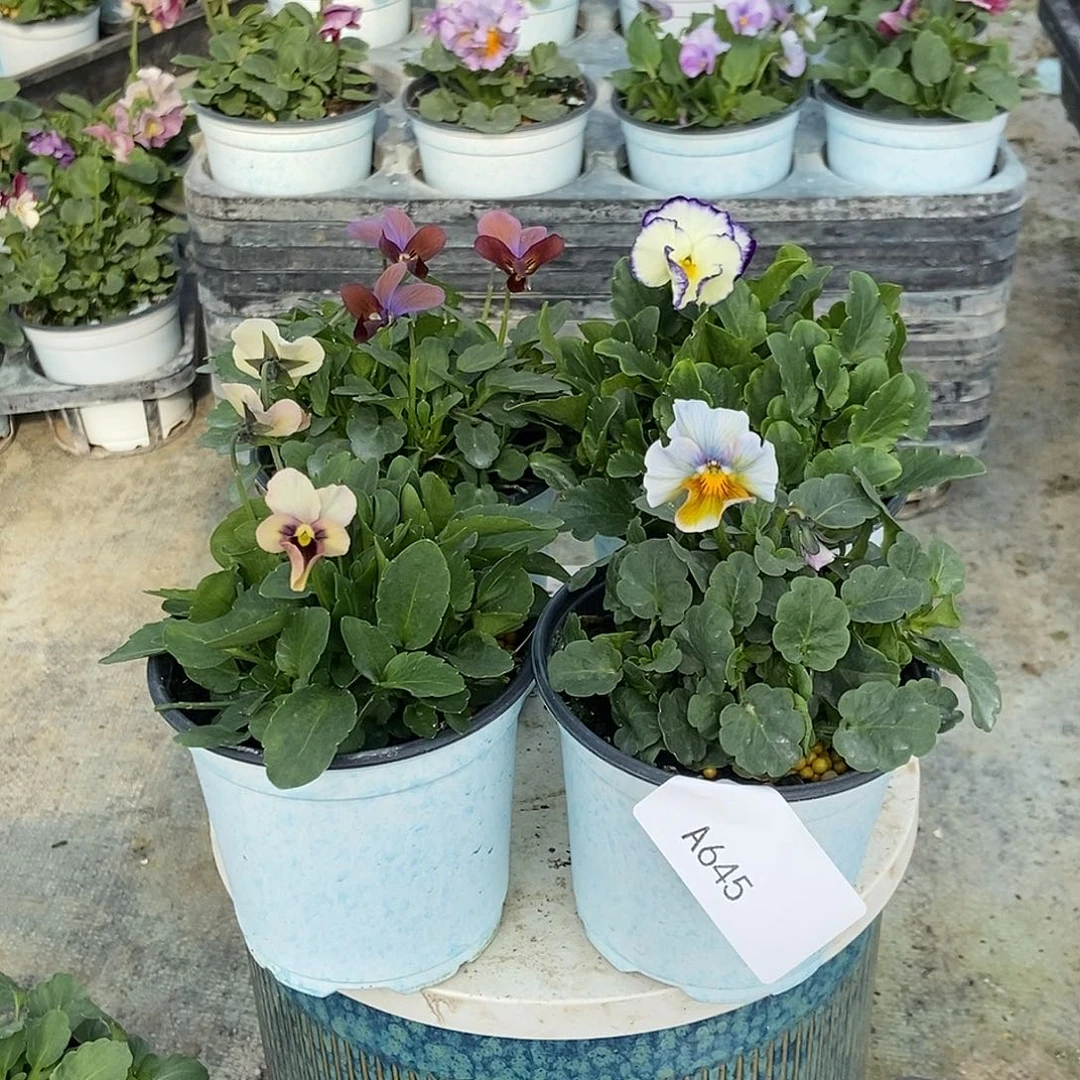 大部分花苞少量开放645