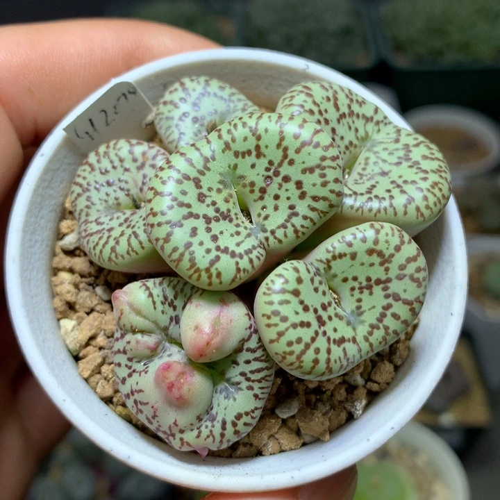 精品多肉植物精品霓虹安贞