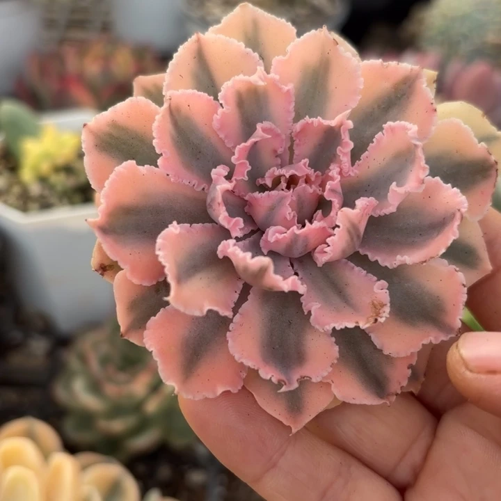 晚霞之舞锦多肉植物多肉植物