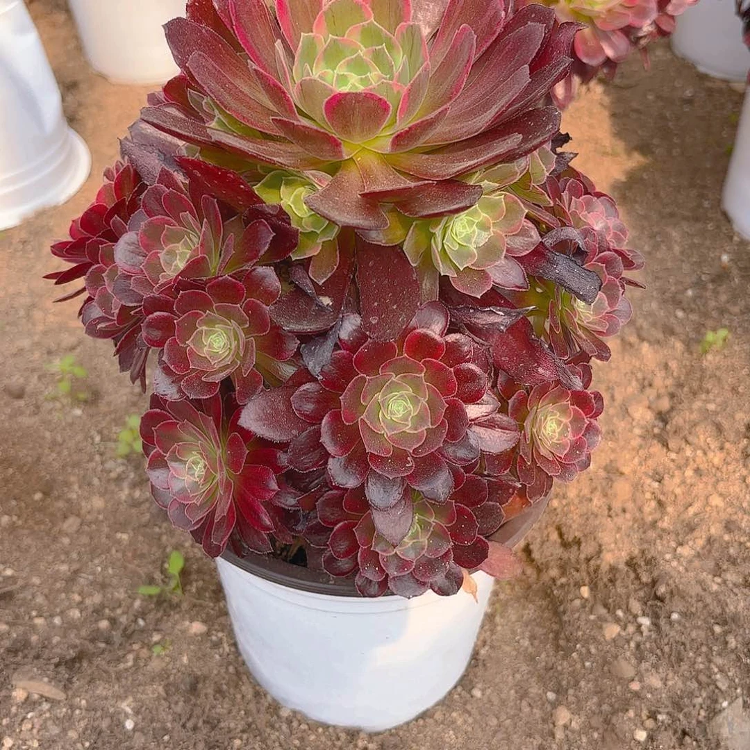 安娜多肉植物三号