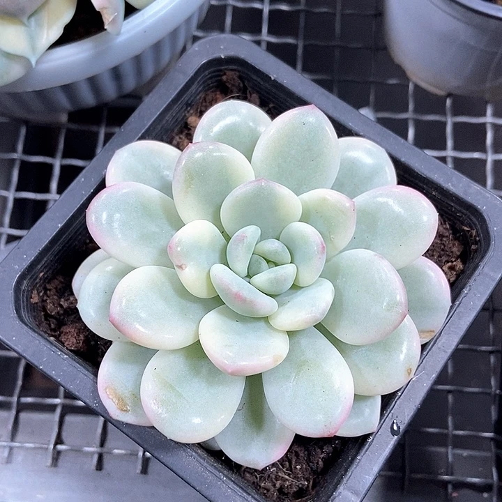 白马锦多肉植物的
