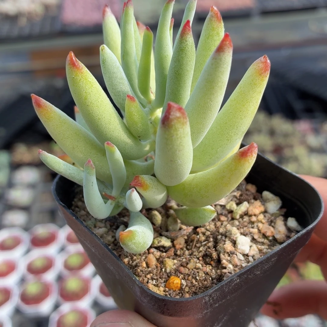 手指福娘多肉9.9包邮发货