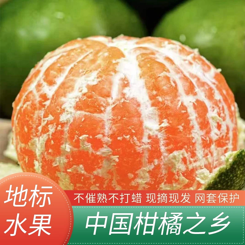 橘子新鲜桔子 正宗石门蜜橘无籽蜜桔当季水果产地直发 可发东三省