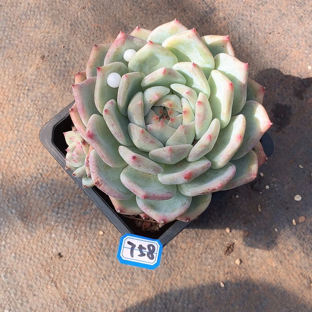 758拉糖 一物一拍多肉