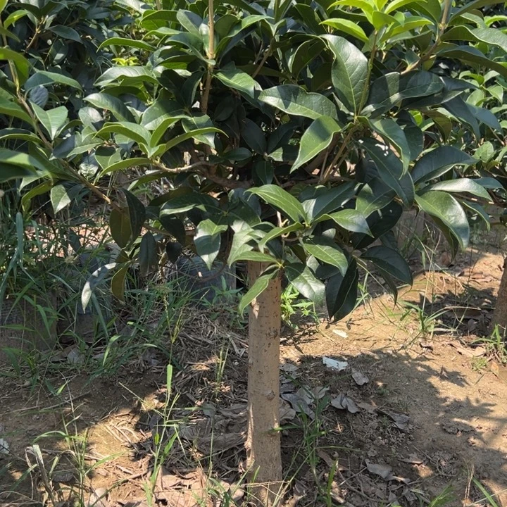 完全开放秋天开花
