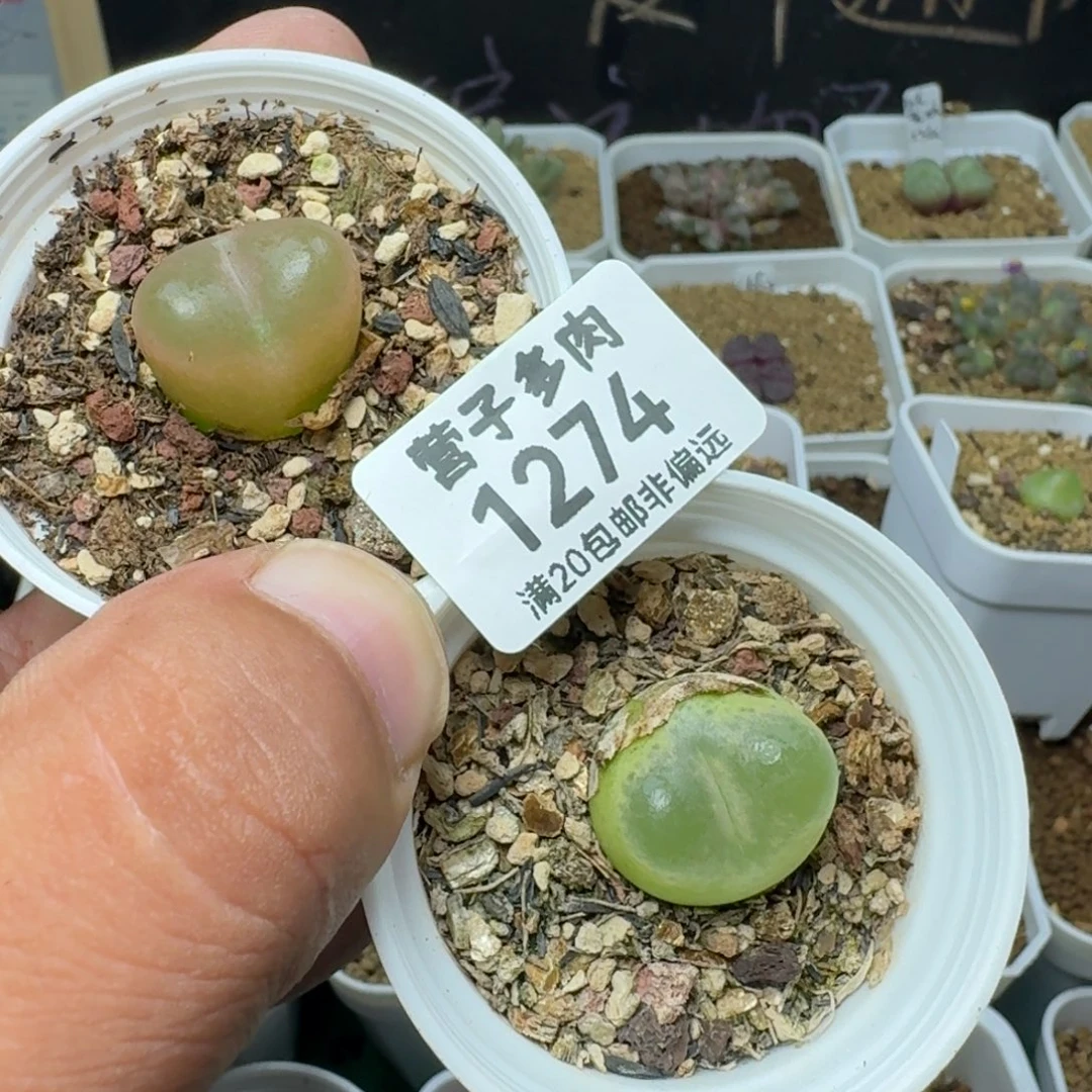 带盆土