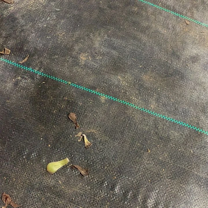 楚*000088寄养链接发货单