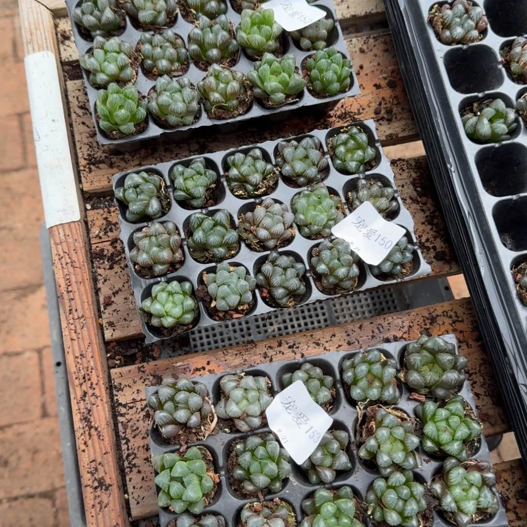 105孔玉露15颗量拍
