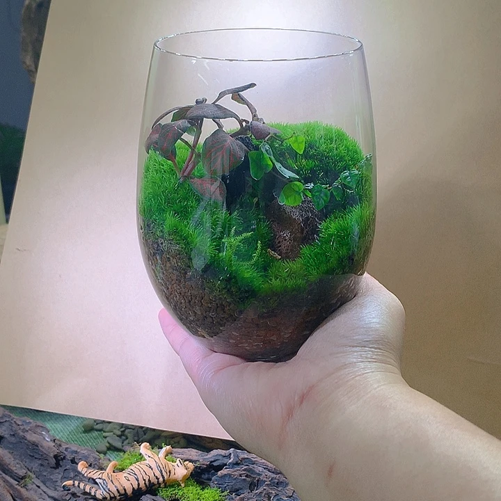 无花朵开播福利来一波