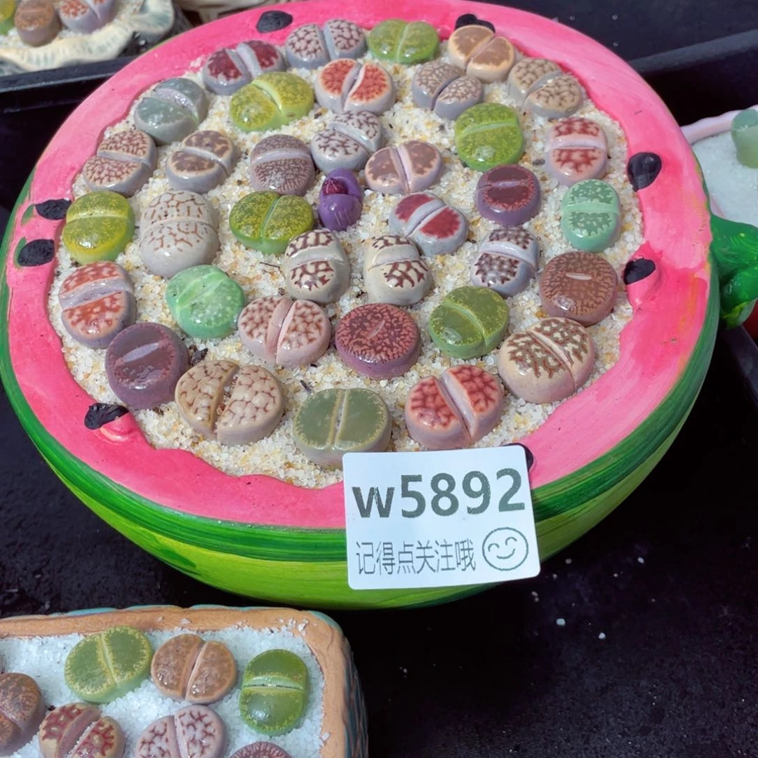 宝*w5892--带盆土发货，零下地区拍保温箱