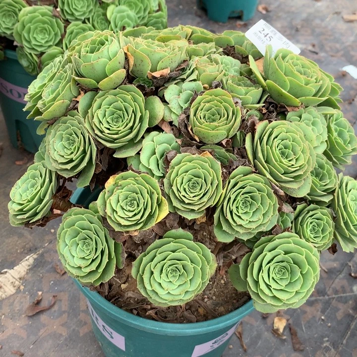 245绿羊绒多肉植物特价