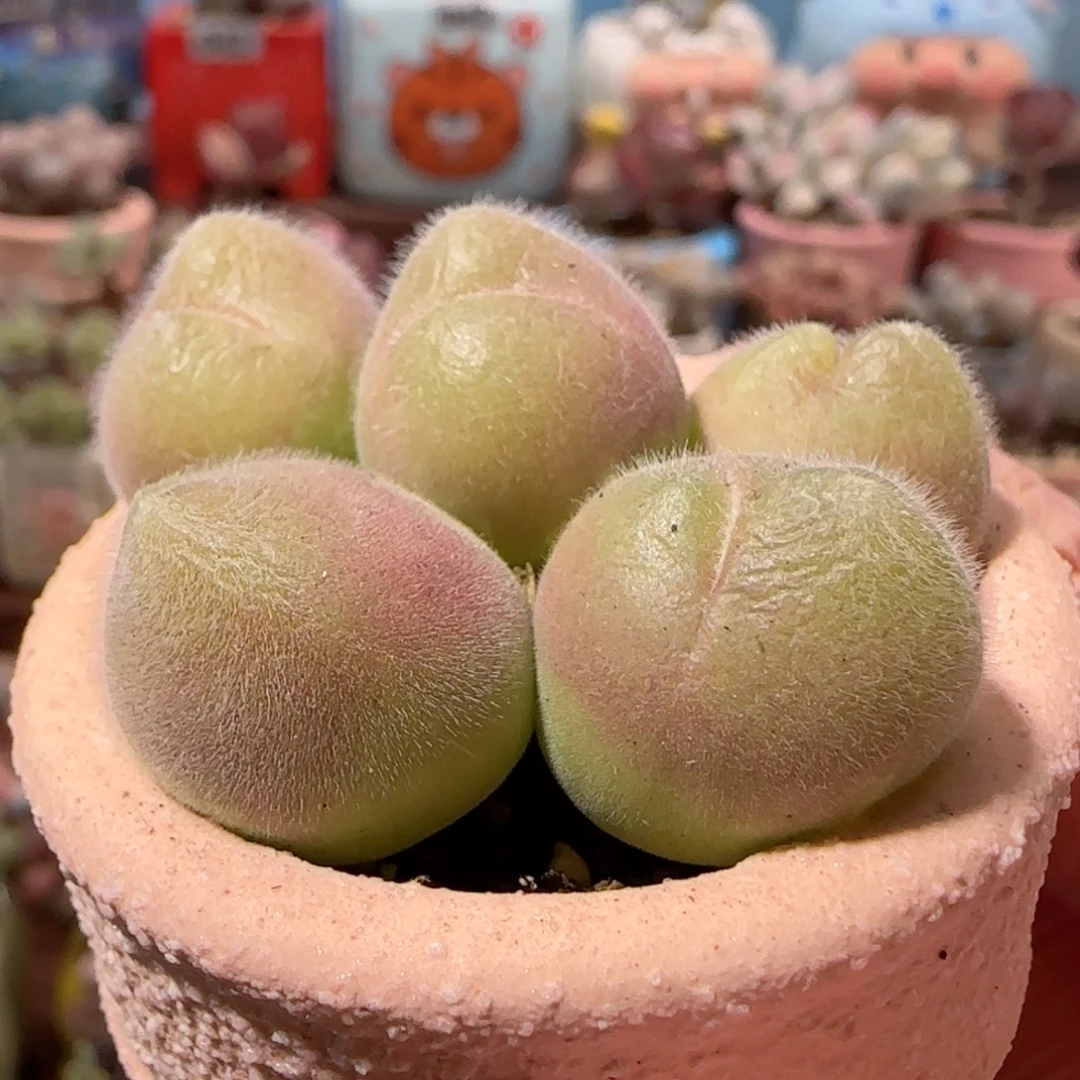 圆滚滚毛翠 盆口4cm