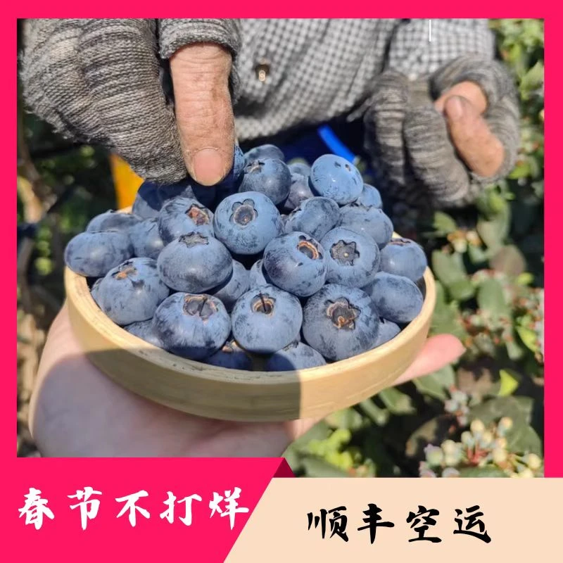 【云南蓝莓】云南澄江抚仙湖正宗头茬花香蓝莓新鲜采摘春节不打烊
