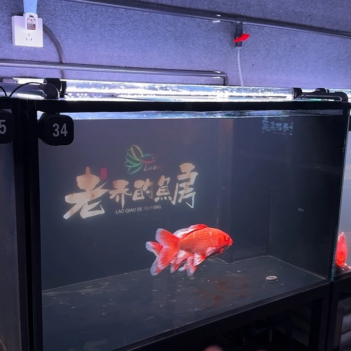 蝴蝶鲤34 号 两条 尺寸 20 厘米左右