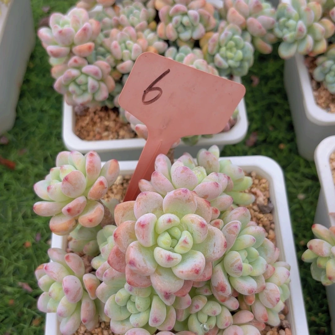 I***a我的小可爱们都好可爱