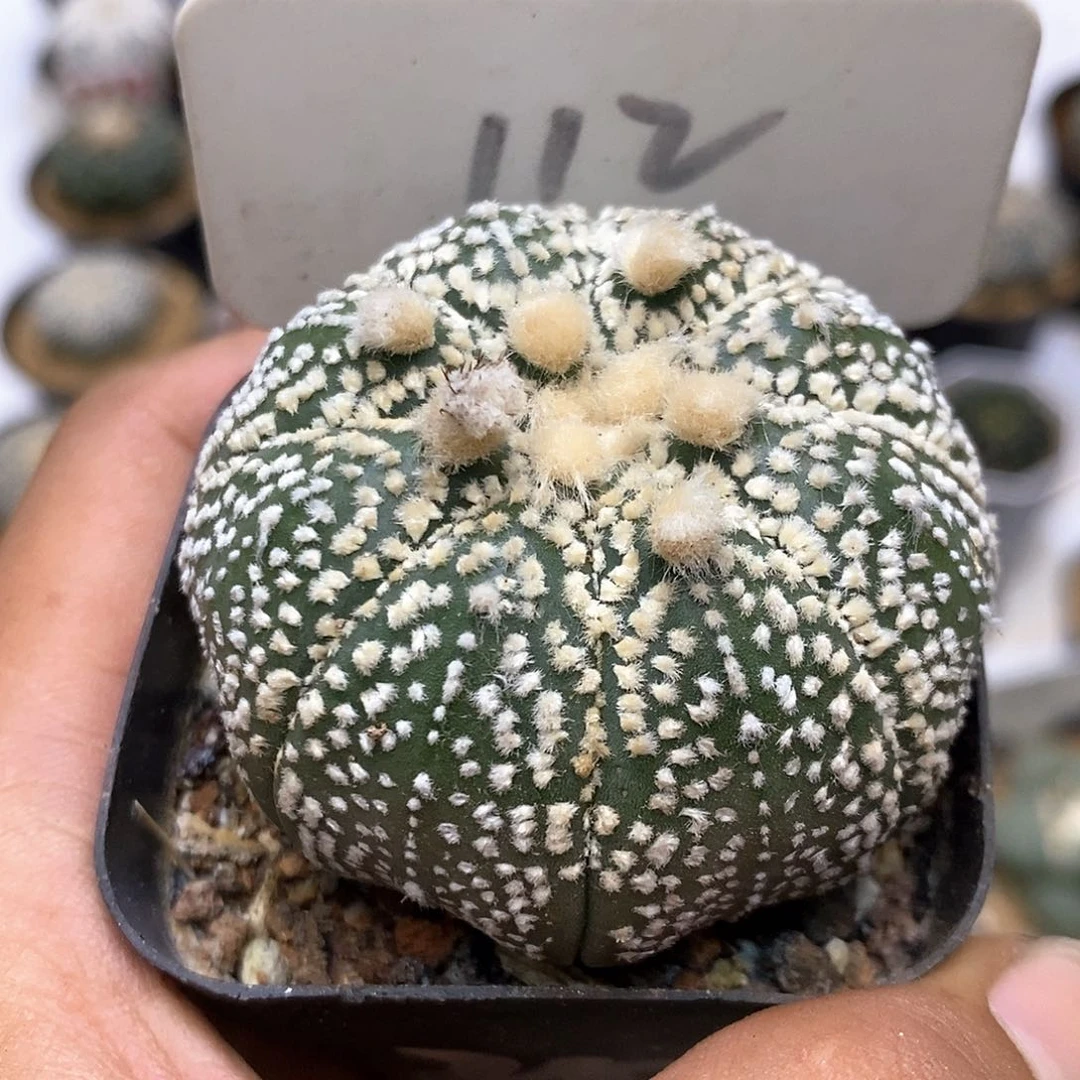 112福利特价咯福利了特价咯