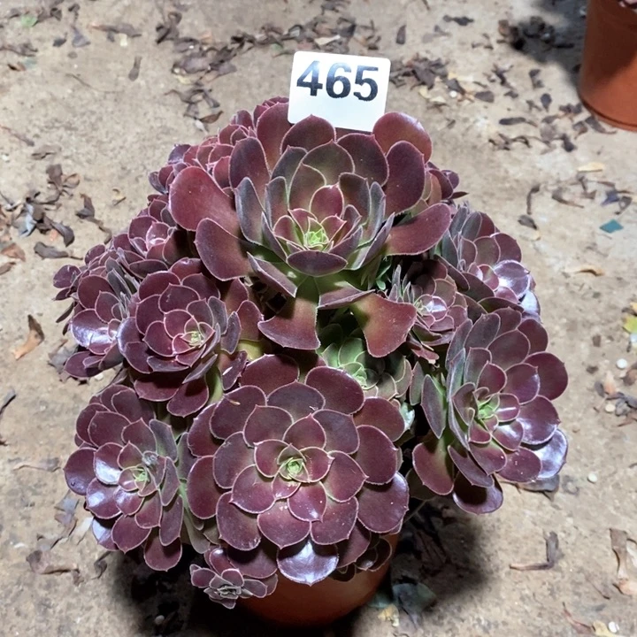 法师植物一物一拍465
