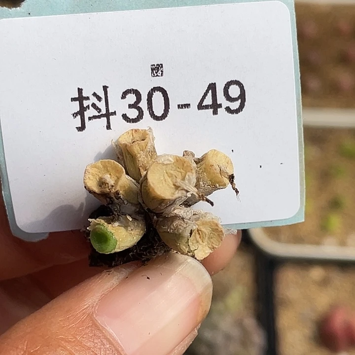 30-49猪鼻子多肉植物