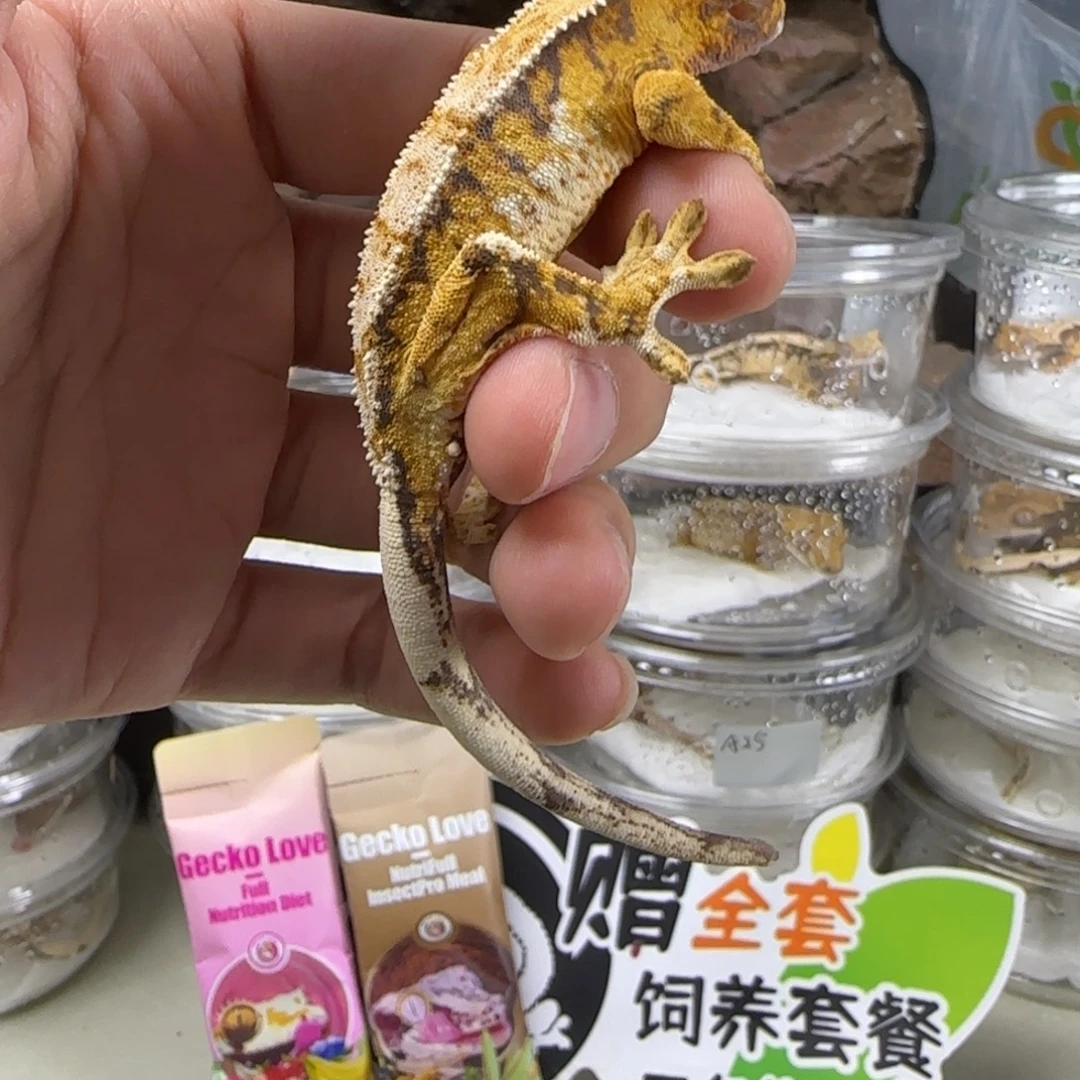 惜***女睫角守宫虎纹白奶