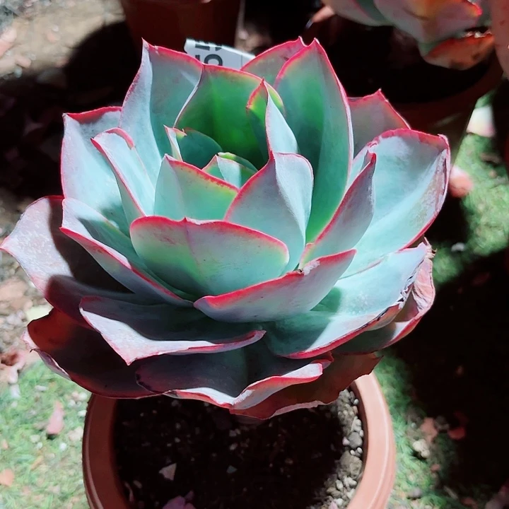 伊*蔓肯尼迪多肉455