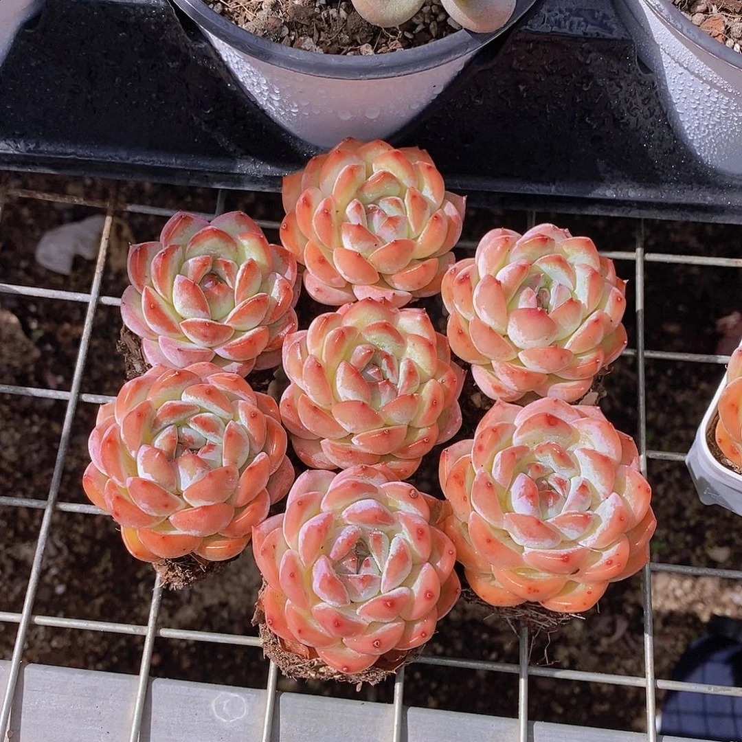 0723-小草莓杏仁单头福利一颗量拍