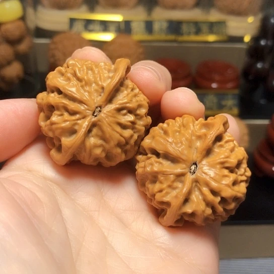 精品野生小众玄月