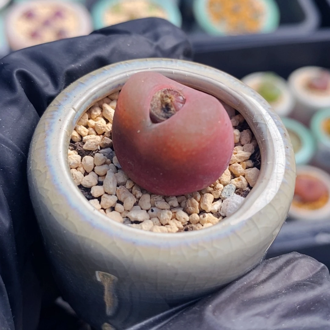 20440-一物一拍带盆