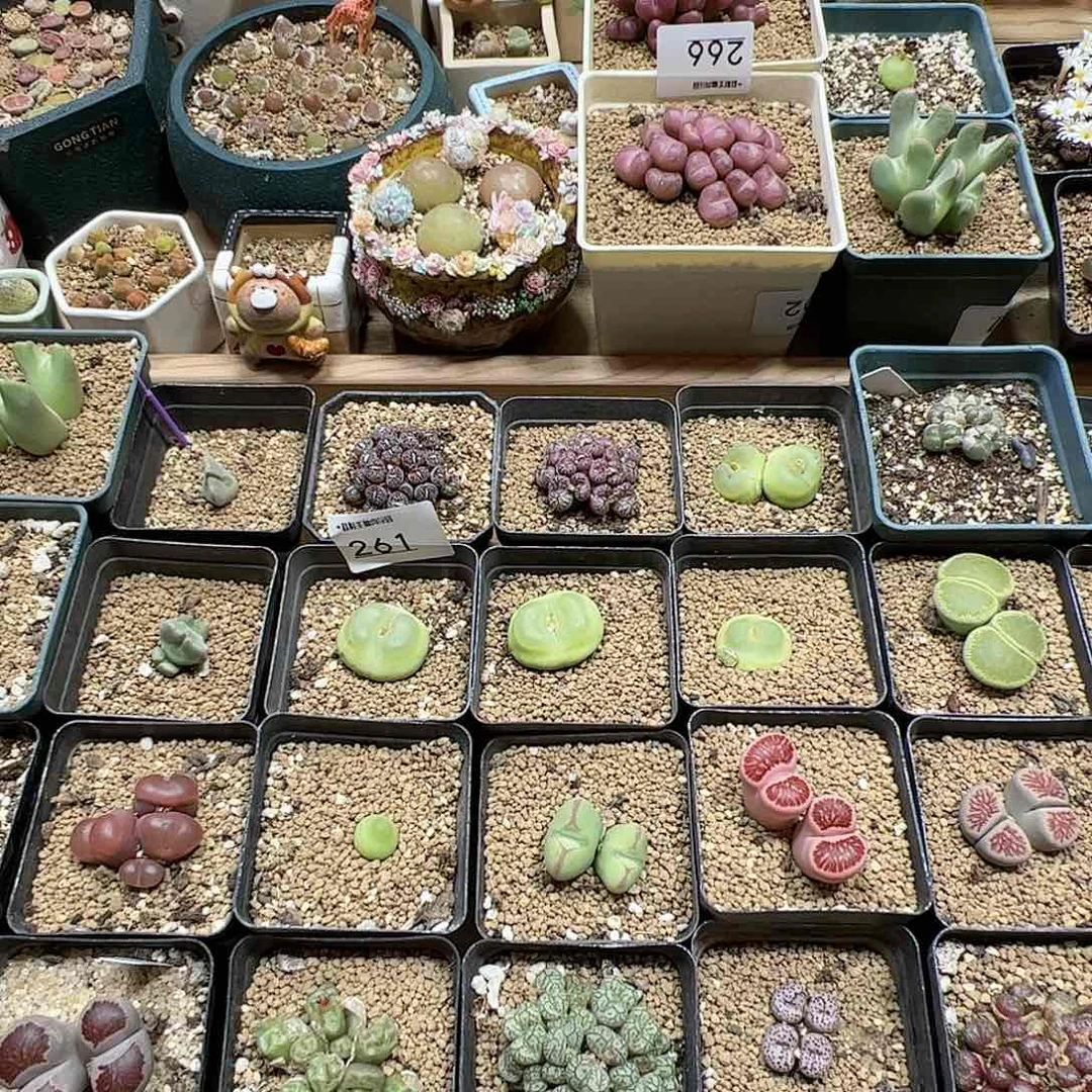 【闪购商品】肥***鹅粉钻 清