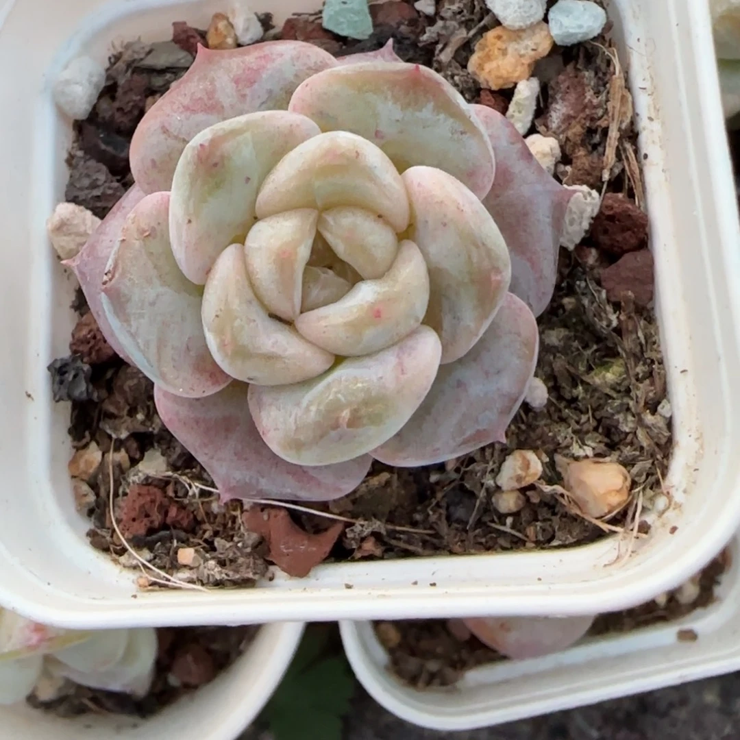 小卡拉米糖心一物一拍