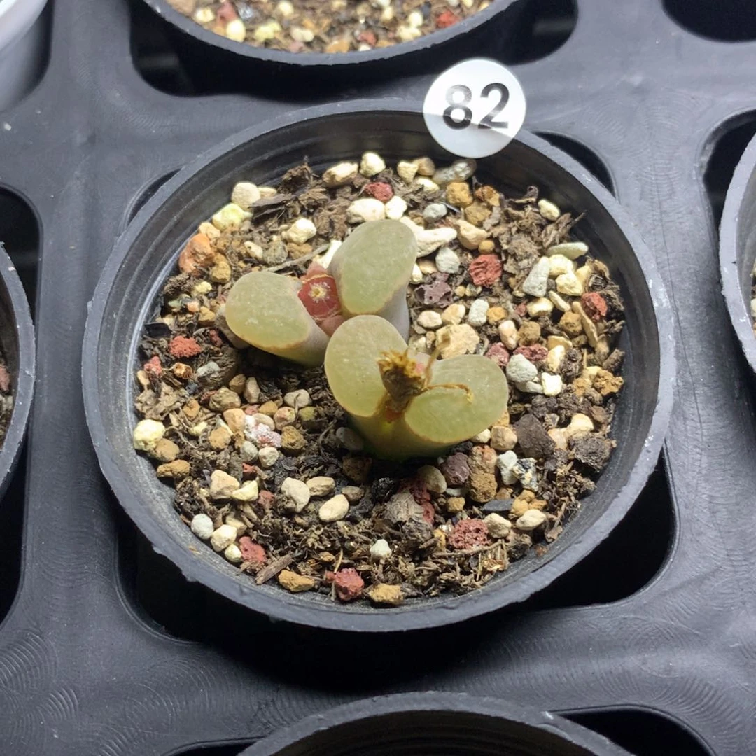 82号磁铁风铃母本