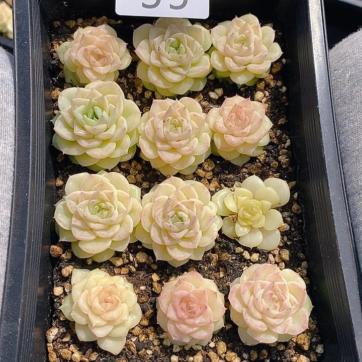 35 多肉植物盆栽花卉植物