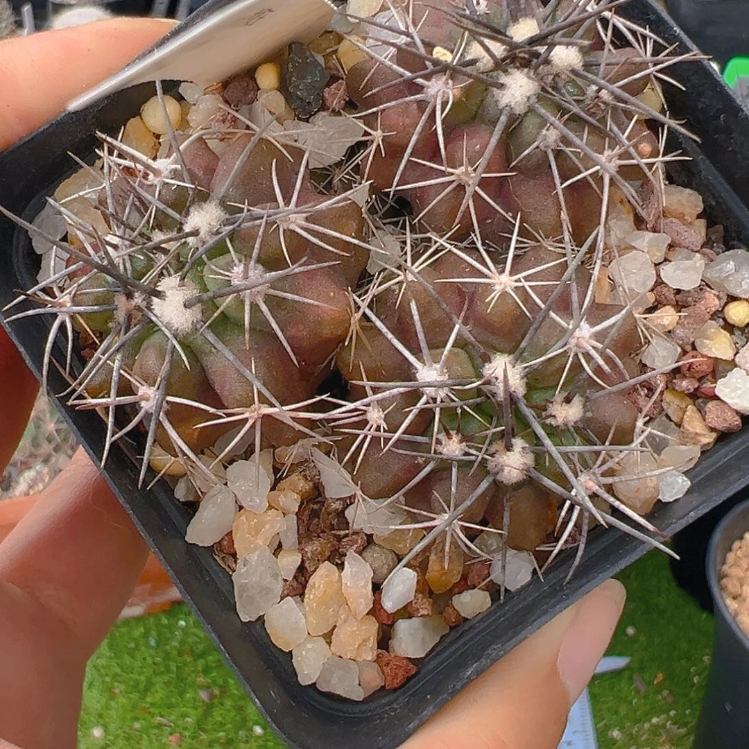 龙须玉实生裸根发