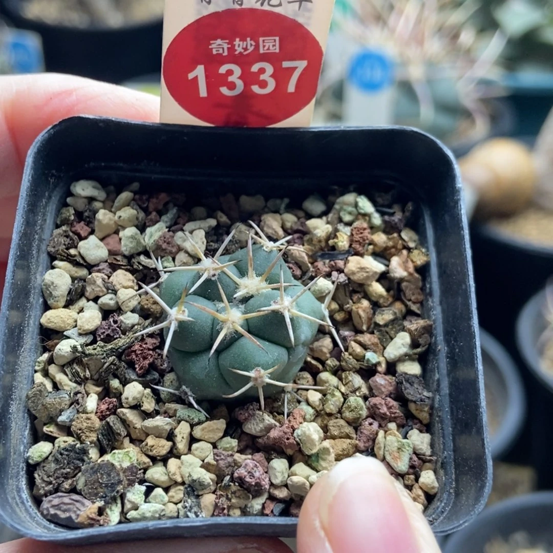 实生顶花大祥冠2.1cm