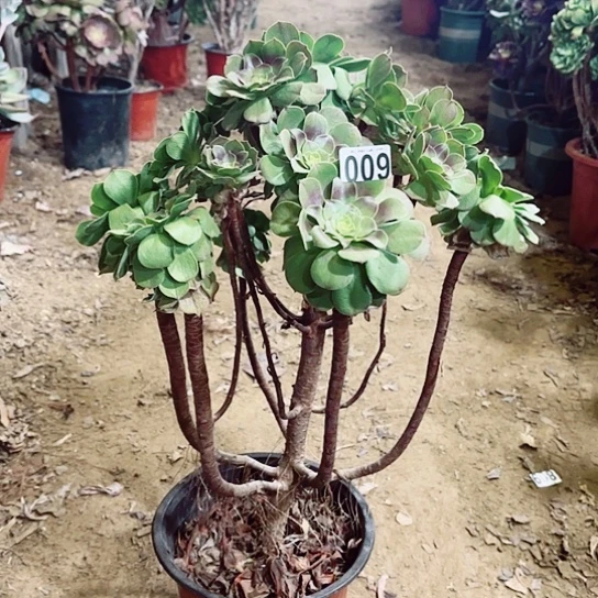 009万圣节老桩法师