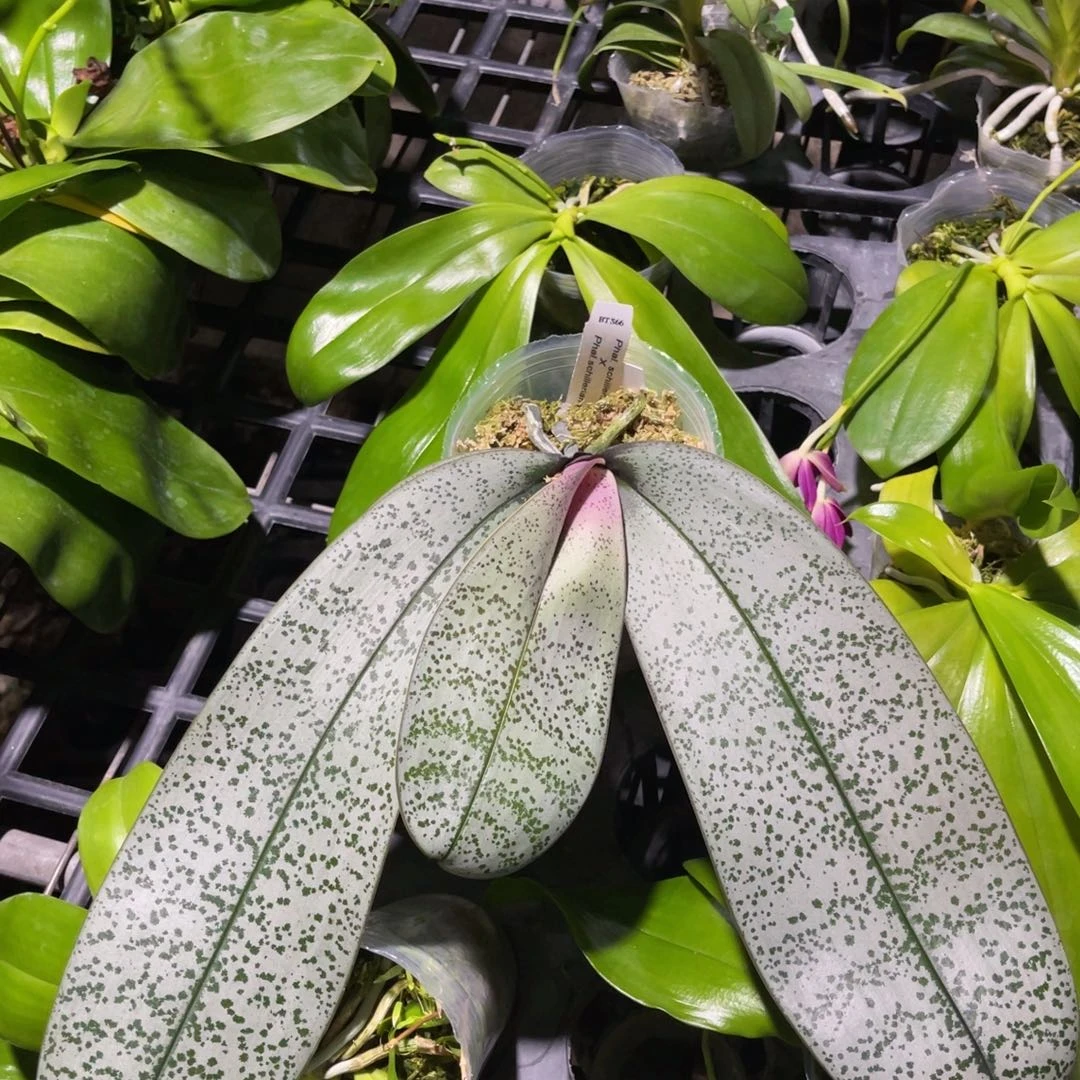 无花朵蝴蝶兰原生s66