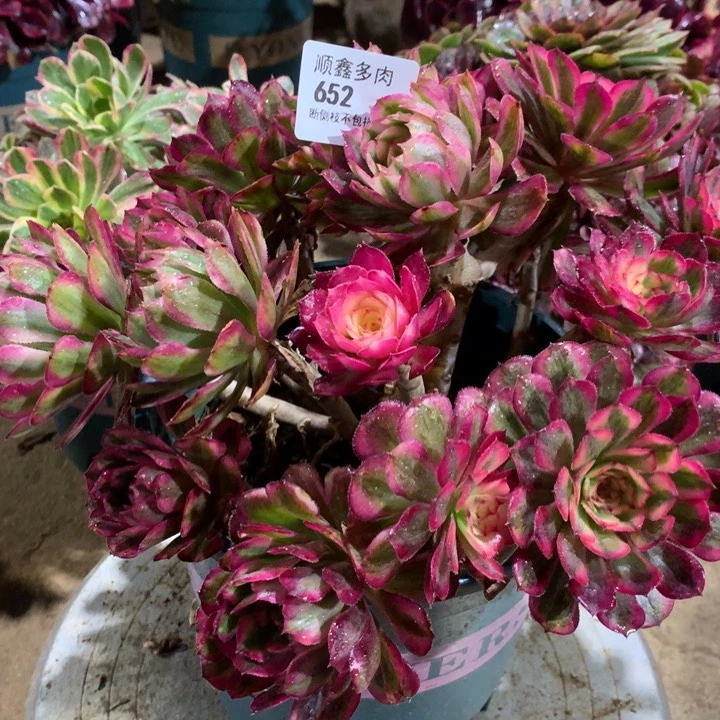 652白月光多肉植物