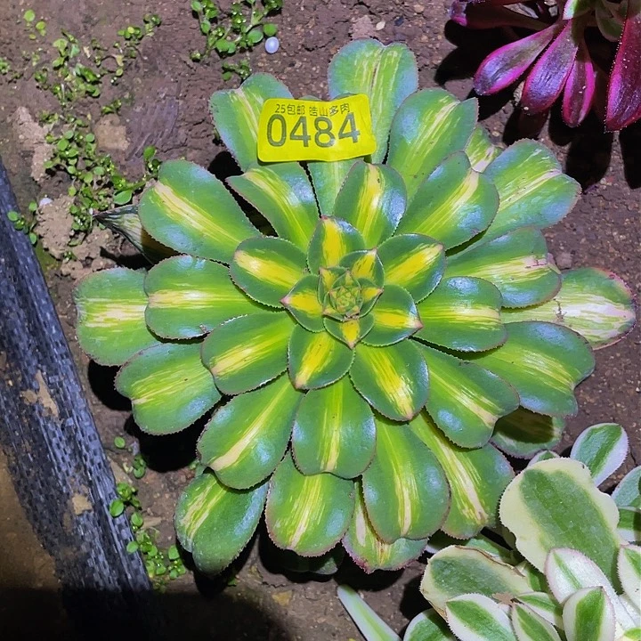 0484幻影多肉植物