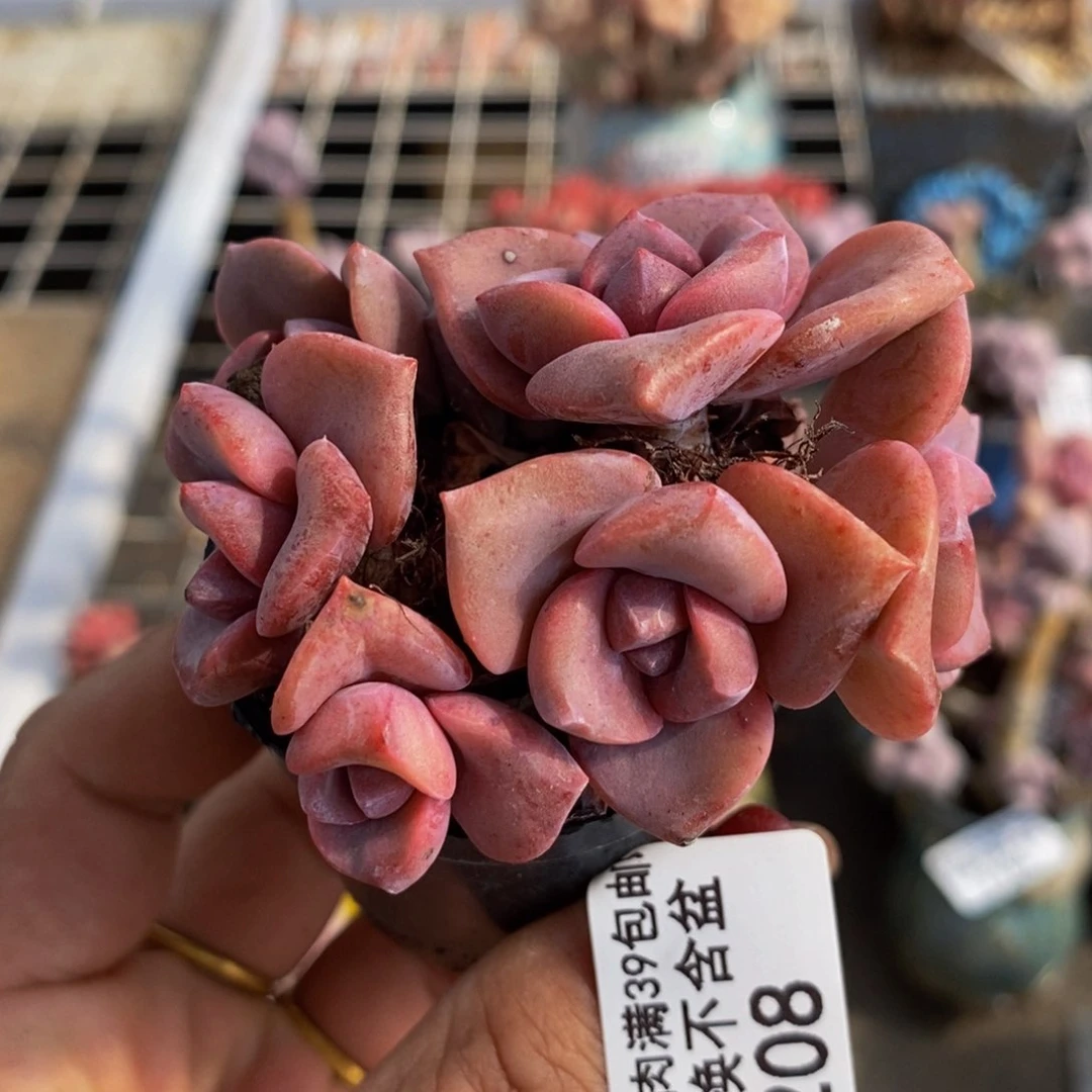 彩虹糖208/7c m多肉