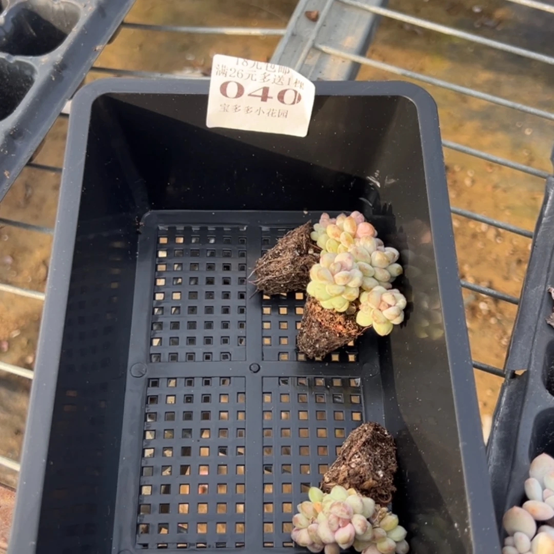 西***西040号阳光玫瑰到手一筐一物一拍满18包邮满26送一颗多肉