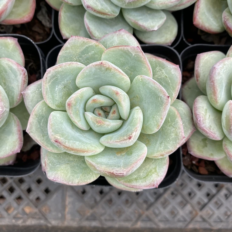 泡芙精控小单头多肉植物