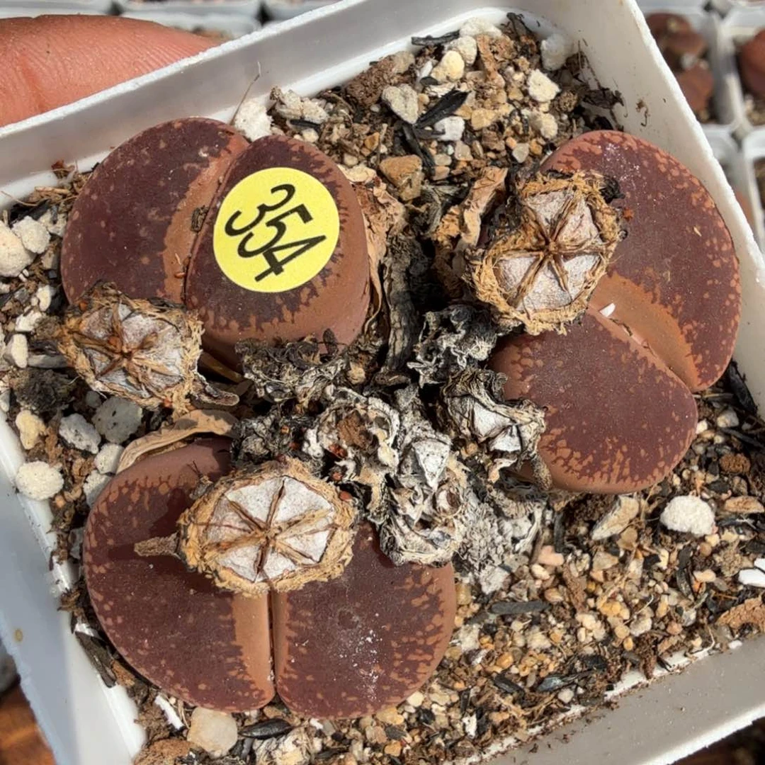 多肉植物多肉植物多肉植物